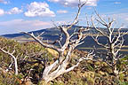 Tree with old shield volcano in background