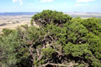 Tree and horizon from rim