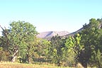 Apple trees in the valley at the visitor center