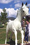 Sandra with white horse