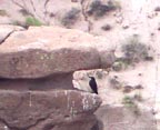 Close-up of raven in a snack nook