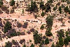 A mule ride on the trail