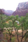 The Virgin River through trees